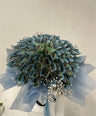 VIRAL Money Bouquets