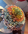 VIRAL Money Bouquets